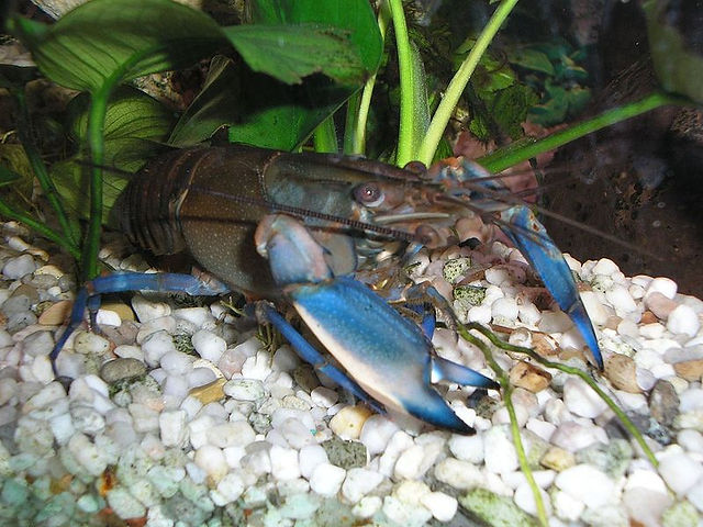 Parastacidae: Cherax pulcher
