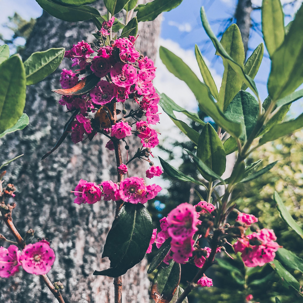flowers, representing community