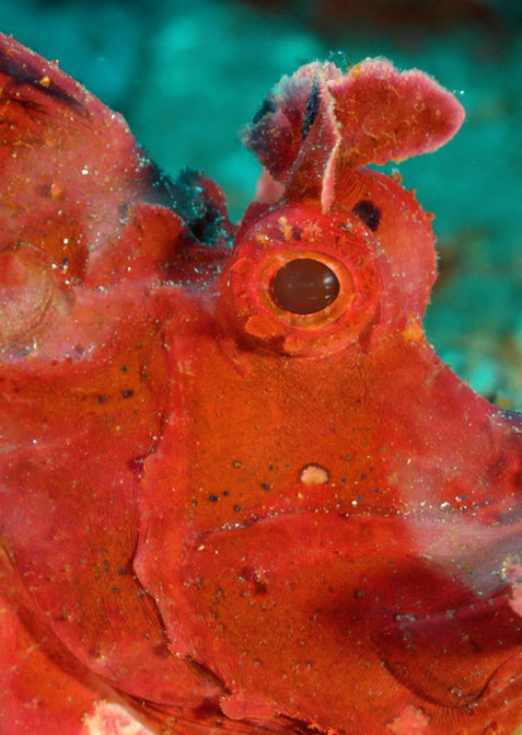 Rhinopias - scorpionfish photographed by Edi Frommenwiler