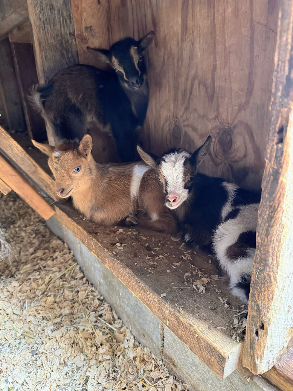Thumbnail: Nigerian Dwarf Goat - Buckling