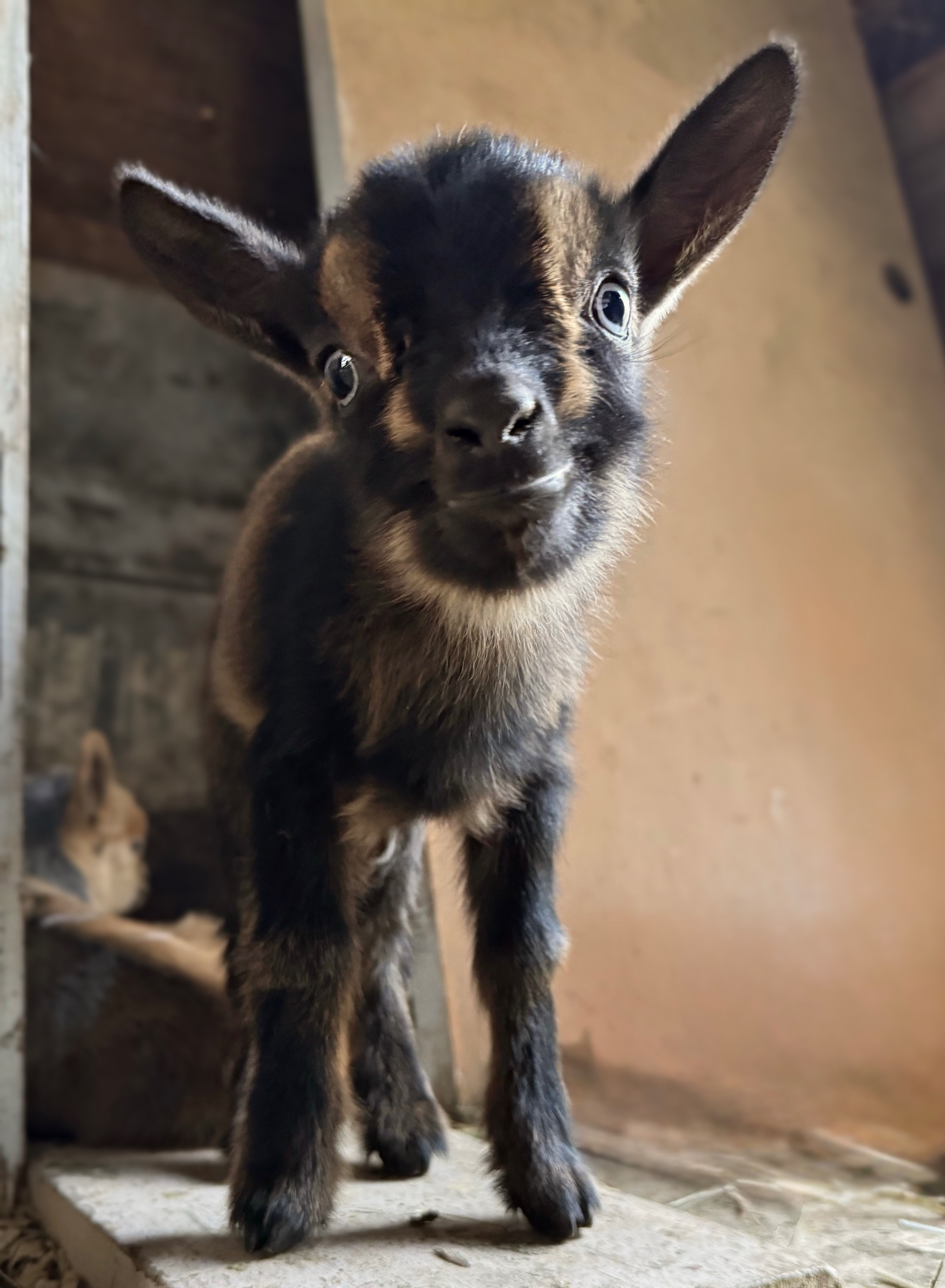 Nigerian Dwarf Goat - Doeling