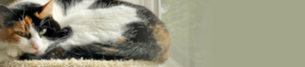 banner-2.jpg