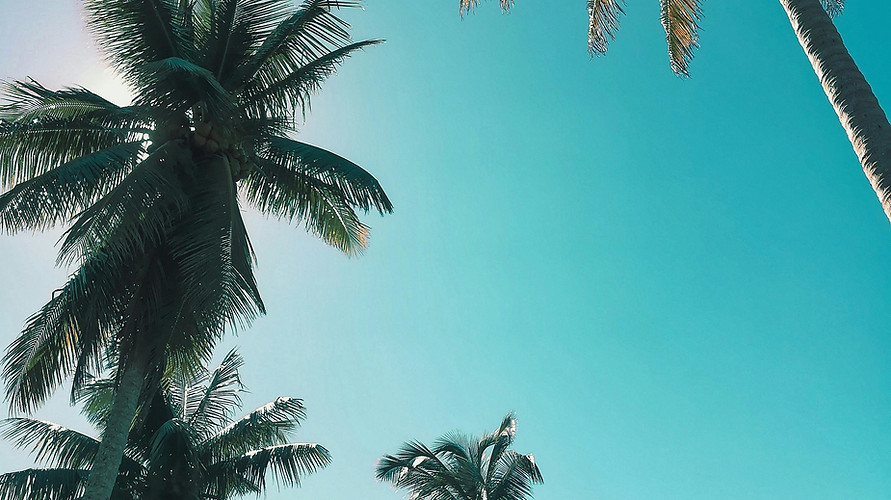 palm trees in the sky