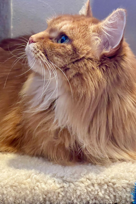 A beautiful orange cat looking up