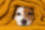 puppy sitting in culver city.jpg