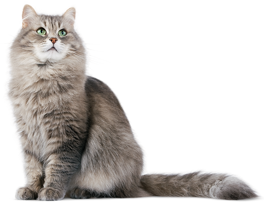 Playa-Vista-Kitty-Behavior-Modification-Attention-Seeking