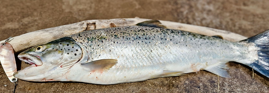 Seeforelle mit Perlmuttspange