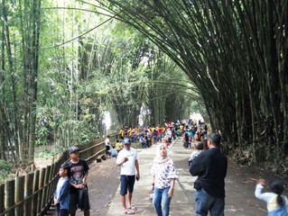 RIBUAN WISATAWAN KUNJUNGI OBYEK WISATA HUTAN BAMBU