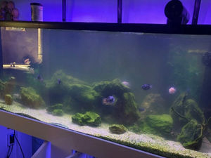Aquarium Transformation: From Algae-Covered to a Stunning Underwater Display