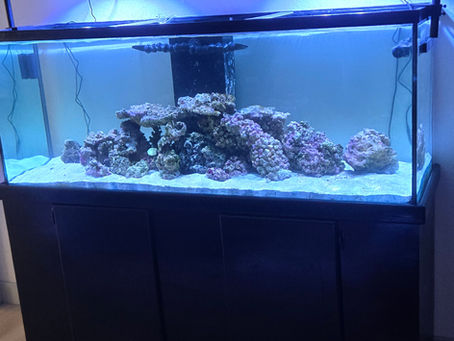 75 Gallon Saltwater Tank Transformation: From Murky Green to Reef Ready