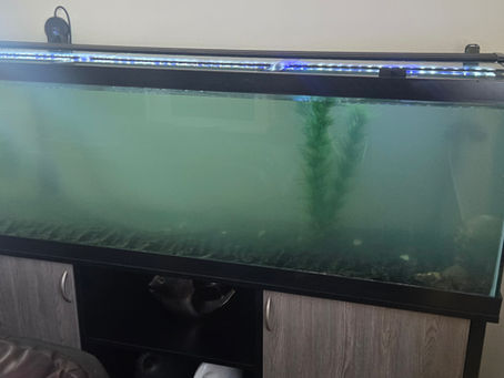 125 Gallon Tank Rescue: From Cloudy Disaster to Crystal Clear