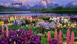 Целебная сила трав Алтая!