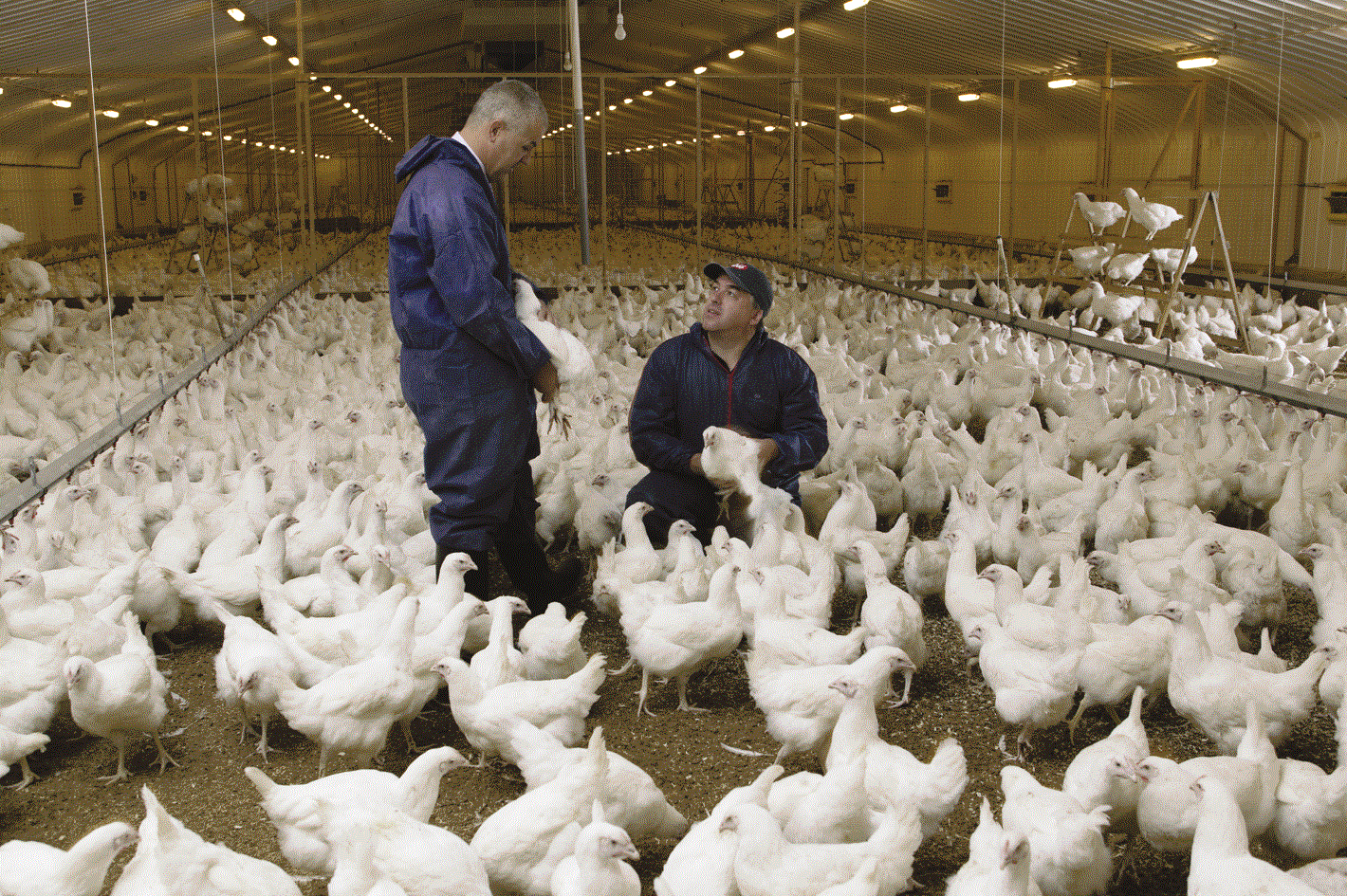 Chickens + health + biomass energy