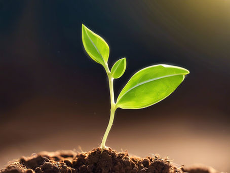 Jan 3 2024: First online hookup – The dormant seed and the baby tortoises