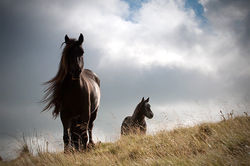 il_570xN.403167584_kdk5