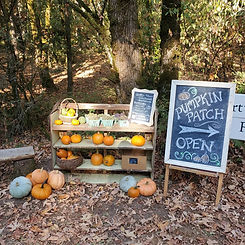 pumpkin patch chalk sign, small farm, u-pick, newberg, oregon, farm activities, family, fall harvest, no chemicals, no spray, farmstand,