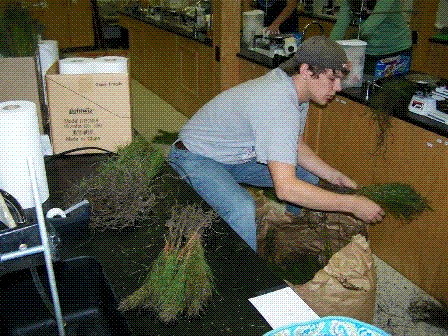 Carbon Sink tree giveaway at school.GIF