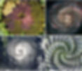 Fibonacci sequence and golden ratio in nature.
