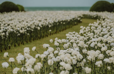 carnation wedding ceremony, puerto rico wedding photographer