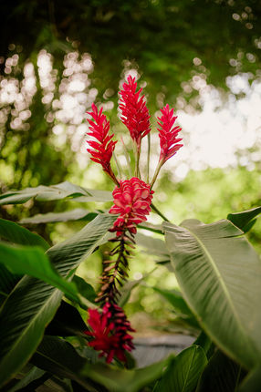 hacienda siesta alegre wedding photographer