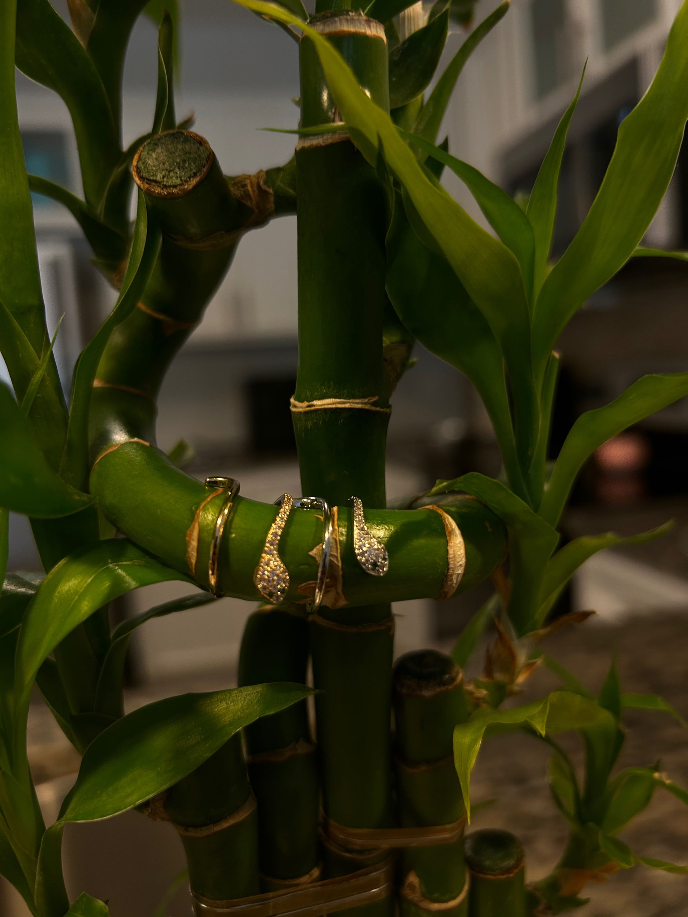 Be transformed 🐍 Snake rings