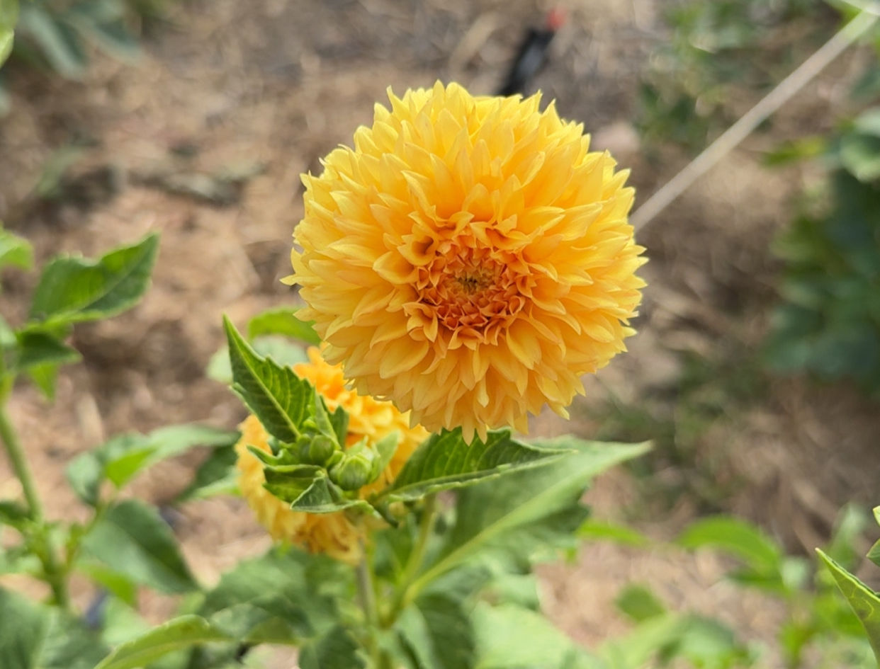 Florelie dandelion