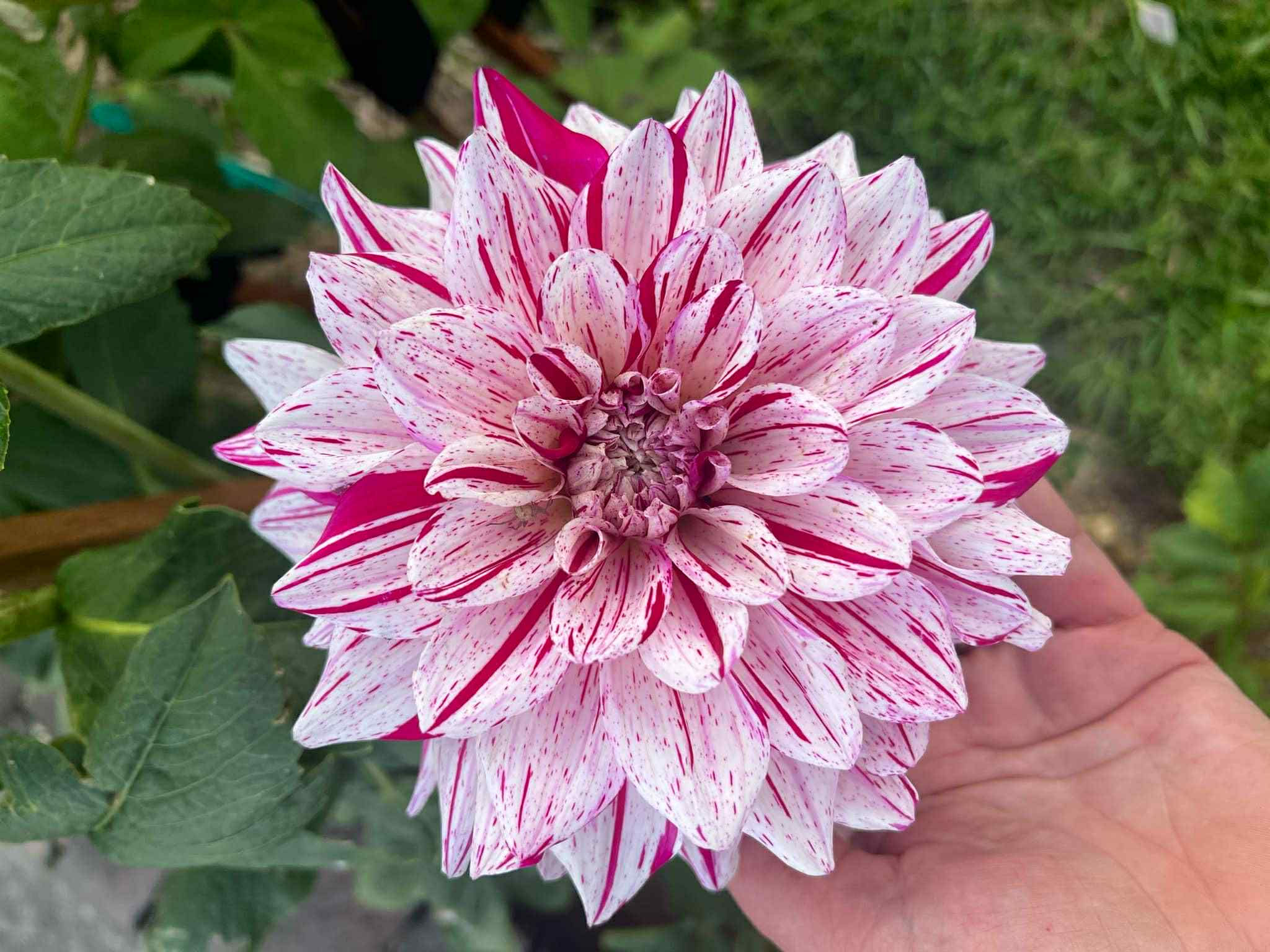 Florelie Kahuna