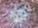 dandelion-1346727_1280.jpg