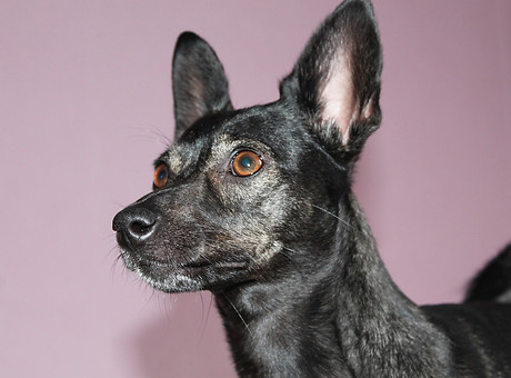 dog-870446_1920.jpg