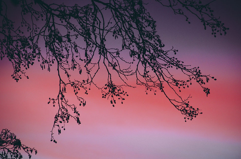 sunset-5928907_1920.jpg