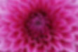 dahlia-1642455_1920.jpg