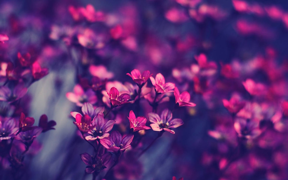bloom-1838904_1280.jpg