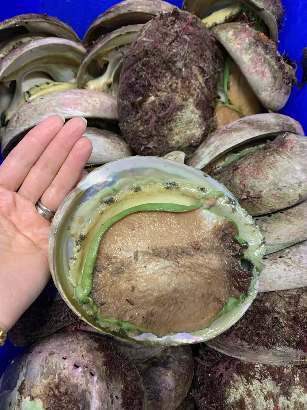 Fresh Wild Green Lip Abalone 活青迈原只鲍鱼 Bào ngư Viền XANH