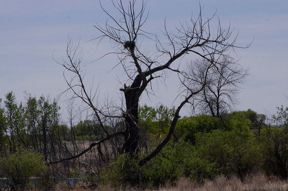 Trees and Foliage