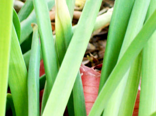 Immigration Project: Student Photography - Flowers 2