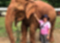 Harbaugh_elephants3.jpg