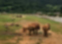 Harbaugh_elephants2.jpg