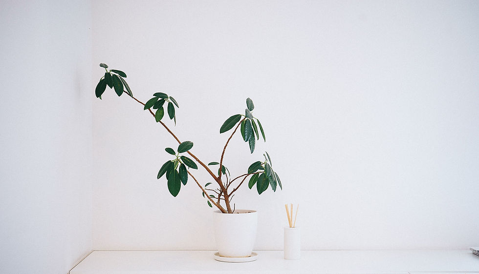 Plant in White Pot_edited.jpg