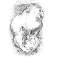 A guide to rabbit pregnancy