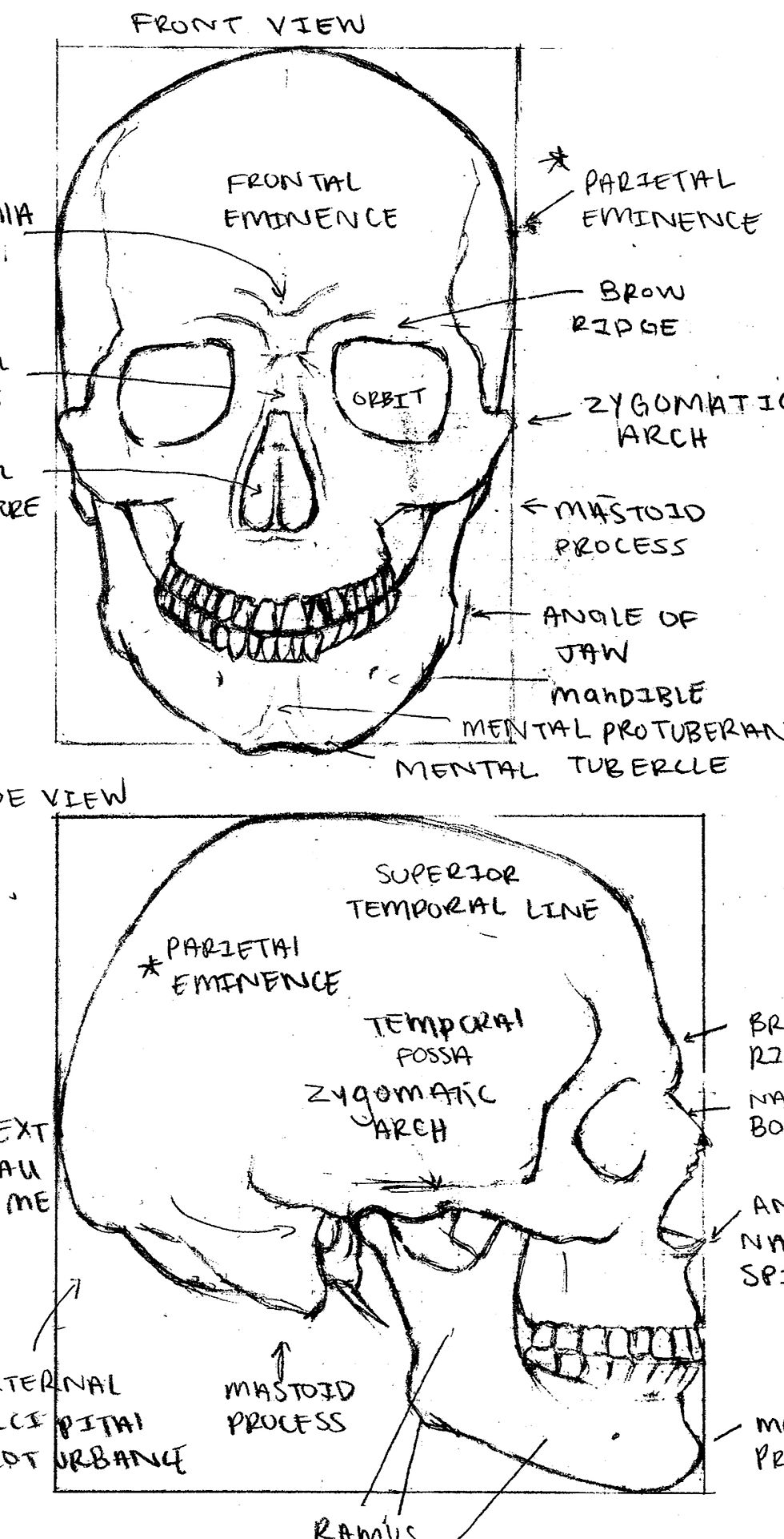 Arabella's Anatomy 2020