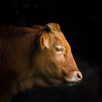 AdobeStock_188868018.jpeg