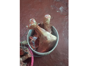 One arrested over alleged cattle theft on East Coast