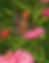 Pollinator Sanctuary