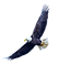 flying eagle