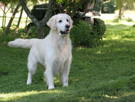chiens3aout 068.jpg