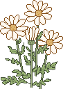 daisies
