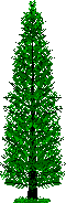 pine1.gif