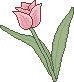 pink tulip