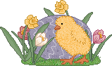 baby chick