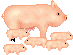 pig1.gif